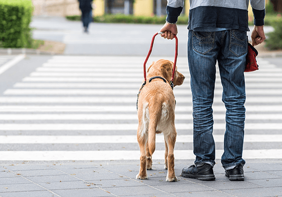 service dog